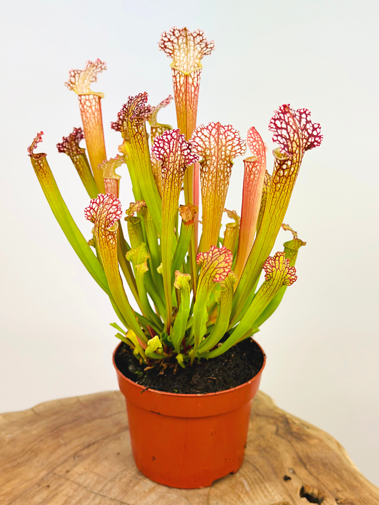 Sarracenia (Pitcher plant) "Farnhamii" - large  | ø 12 cm x ↕ 25-30 cm