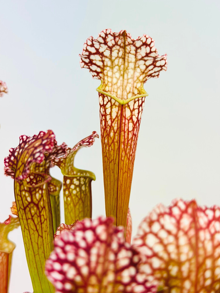 Trumpet pitcher plant "Farnhamii" - large  | ø 12 cm x ↕ 25-30 cm