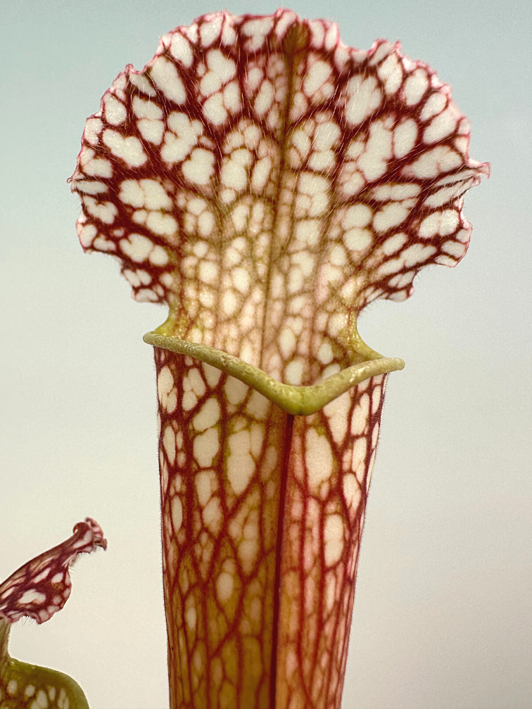 Trompetenkannenpflanze "Farnhamii" - groß  | ø 12 cm x ↕ 25-30 cm