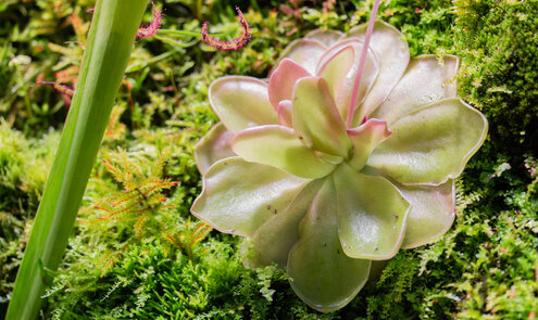 Todo sobre la pinguicula (Pinguicula)