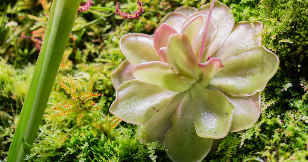 Allt om smörblomman (Pinguicula)