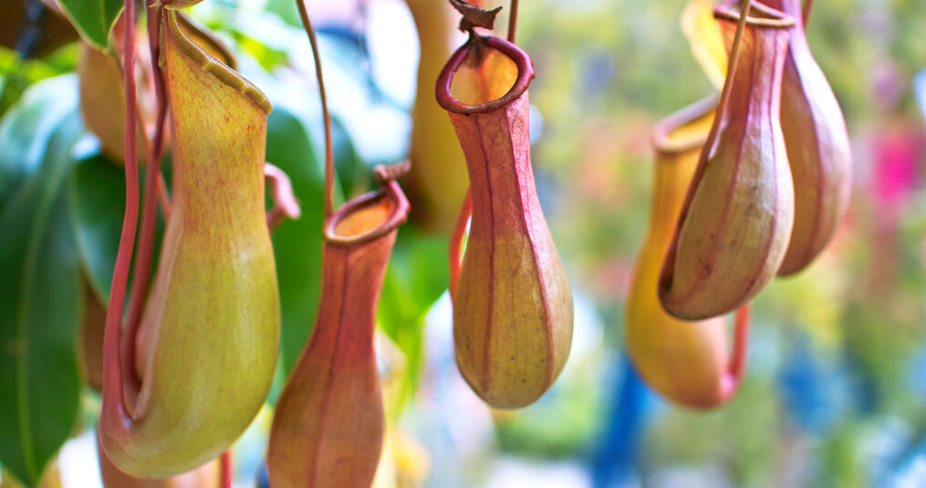 All about the pitcher plant (Nepenthes)