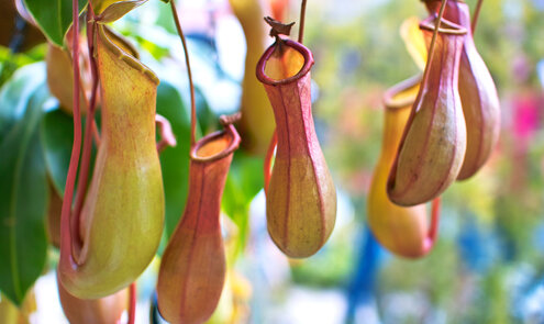 All about the pitcher plant (Nepenthes)