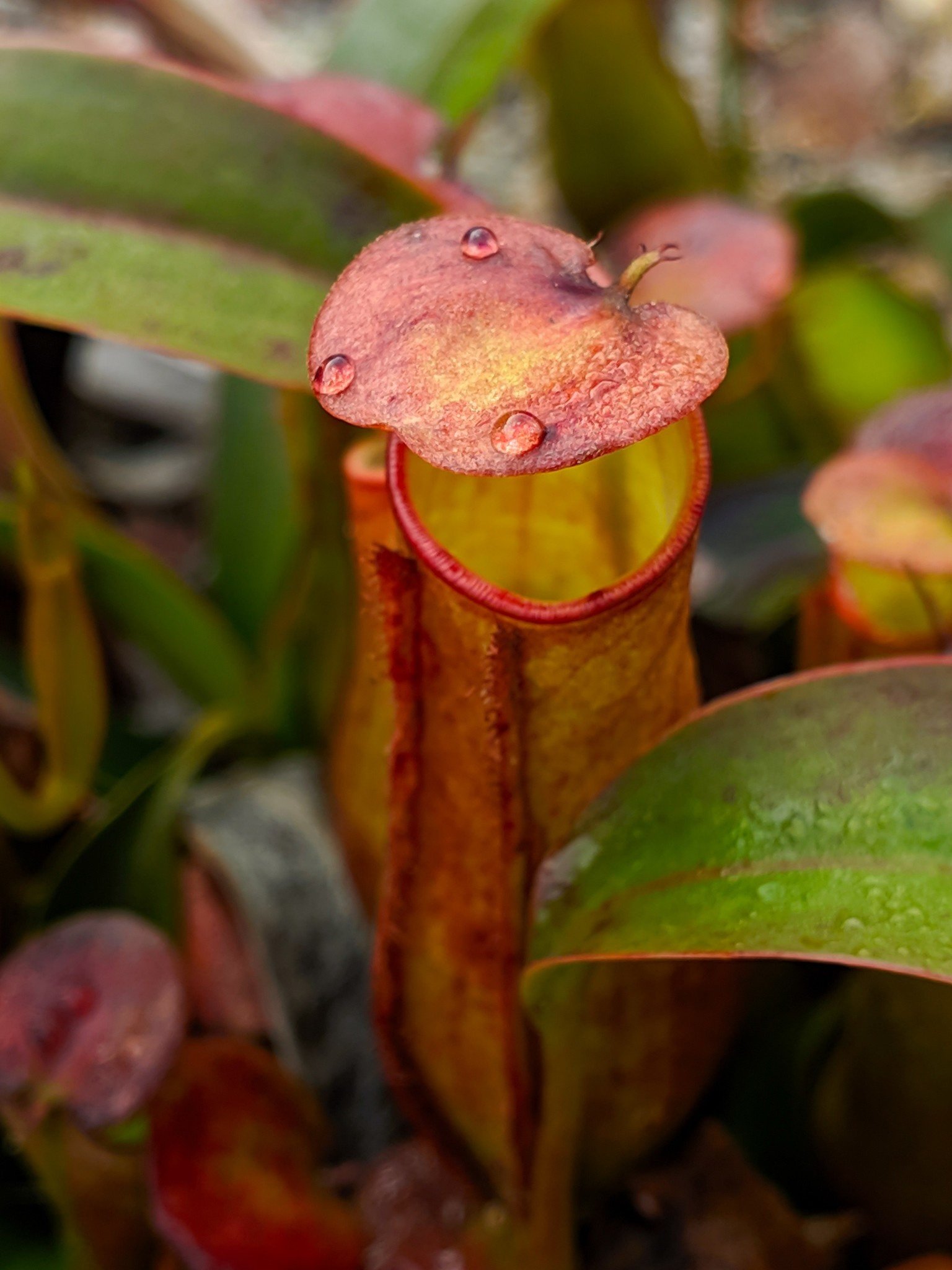 All about the pitcher plant (Nepenthes), Interesting facts