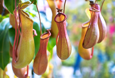 Todo sobre la planta de jarra (Nepenthes)