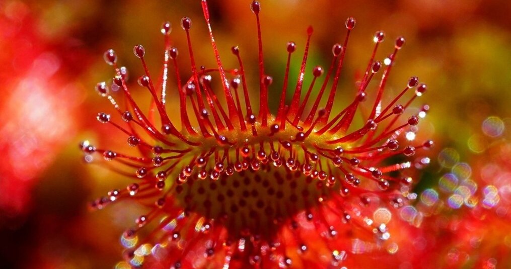 All about the sundew (Drosera)