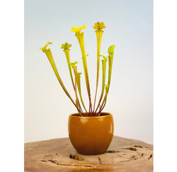 Plant pot "Anny" -  brown | 8.5cm