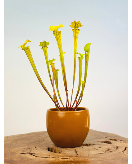 Plant pot "Anny" -  brown | 8.5cm