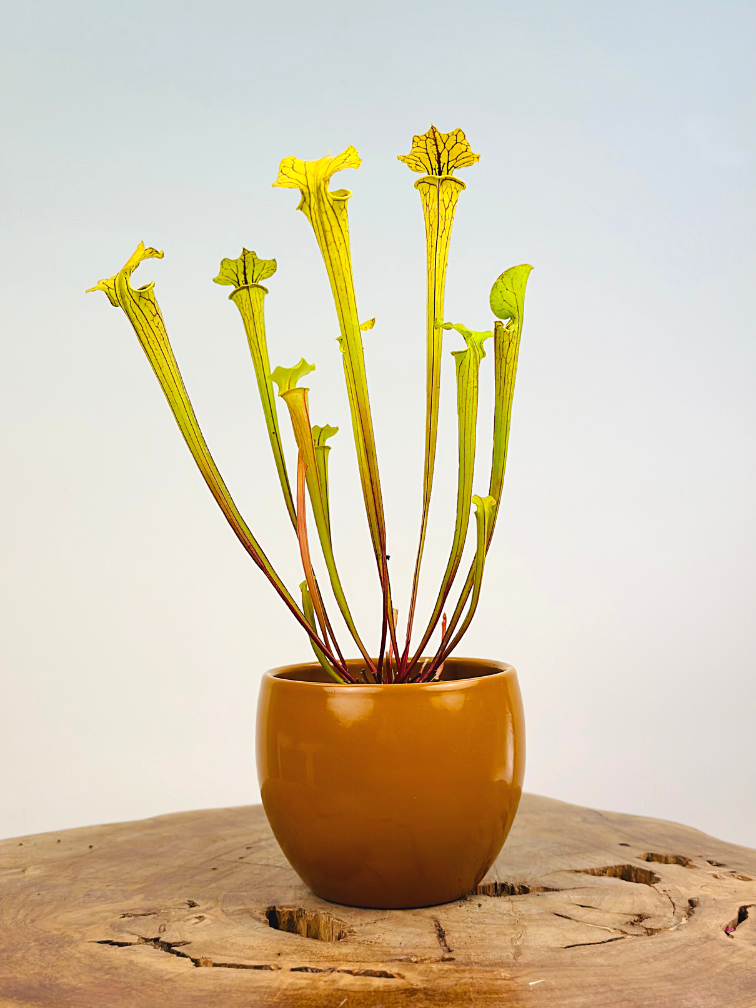 Plant pot "Anny" -  brown | 8.5cm