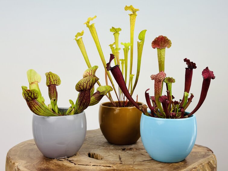 Vaso per piante "Anny" - marrone | 8,5 cm