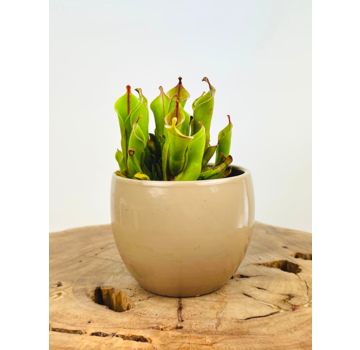 Plant pot "Anny" -  taupe | 8.5cm