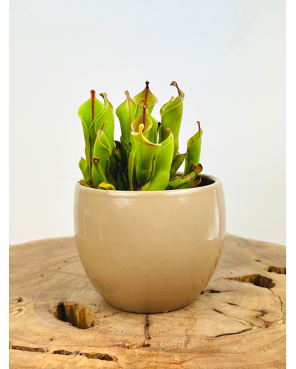 Plant pot "Anny" -  taupe | 8.5cm