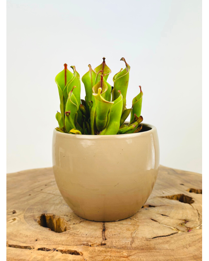 Vaso per piante "Anny" - taupe | 8,5 cm