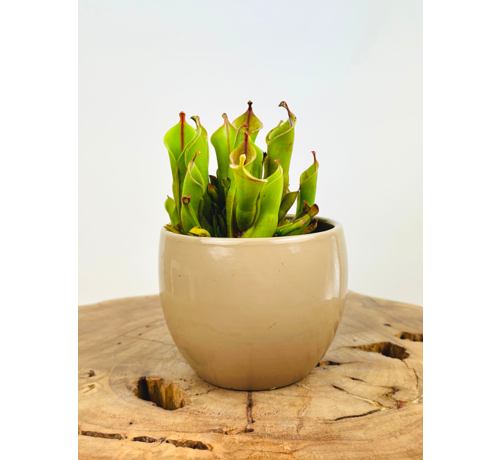 Plant pot "Anny" -  taupe | 8.5cm