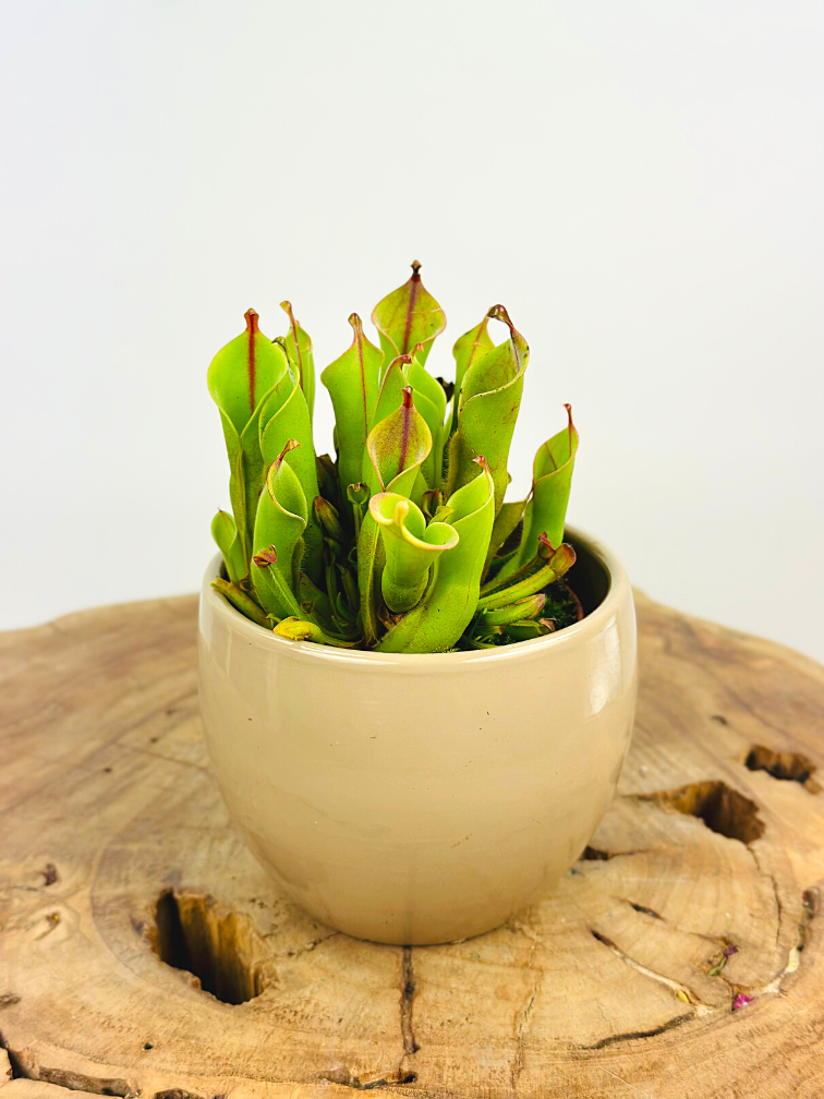 Plant pot "Anny" -  taupe | 8.5cm