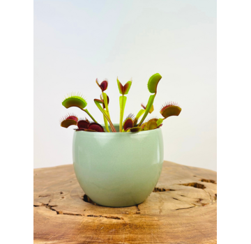 Vaso per piante "Anny" - verde | 8,5 cm