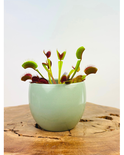 Pflanzentopf "Anny" - grün | 8,5cm