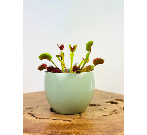 Maceta "Anny" - verde | 8,5cm