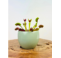 Vaso per piante "Anny" - verde | 8,5 cm