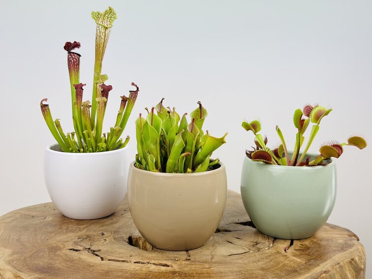 Vaso per piante "Anny" - grigio | 8,5 cm