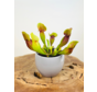 Vaso per piante "Anny" - grigio | 8,5 cm