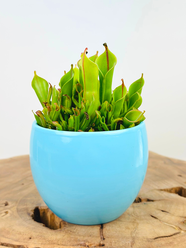 Vaso per piante "Anny" - blu | 8,5 cm