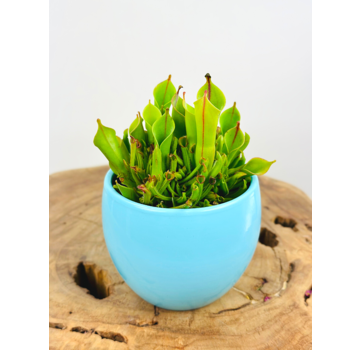 Vaso per piante "Anny" - blu | 8,5 cm