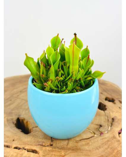 Pot à plantes "Anny" - bleu | 8.5cm