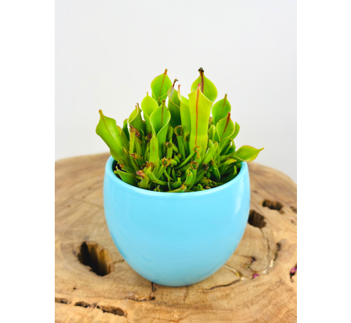 Plant pot "Anny" -  blue | 8.5cm