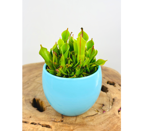 Pot à plantes "Anny" - bleu | 8.5cm