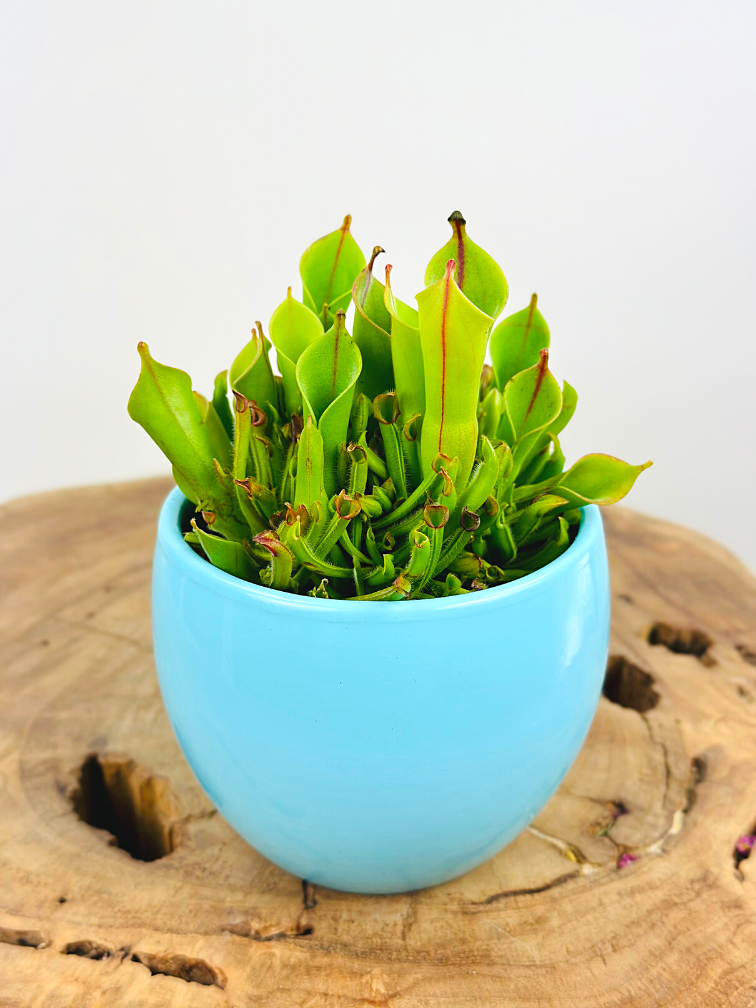 Pot à plantes "Anny" - bleu | 8.5cm