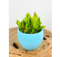 Plant pot "Anny" -  blue | 8.5cm