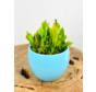 Pot à plantes "Anny" - bleu | 8.5cm