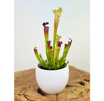 Plant pot "Anny" -  white | 8.5cm