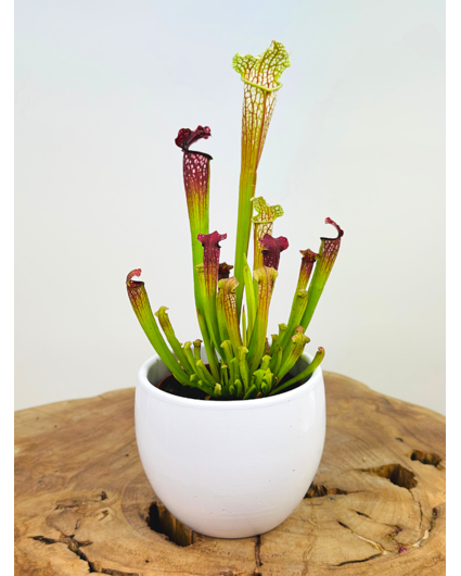 Plant pot "Anny" -  white | 8.5cm