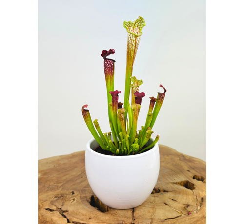 Plant pot Anny 'white' | 8.5cm