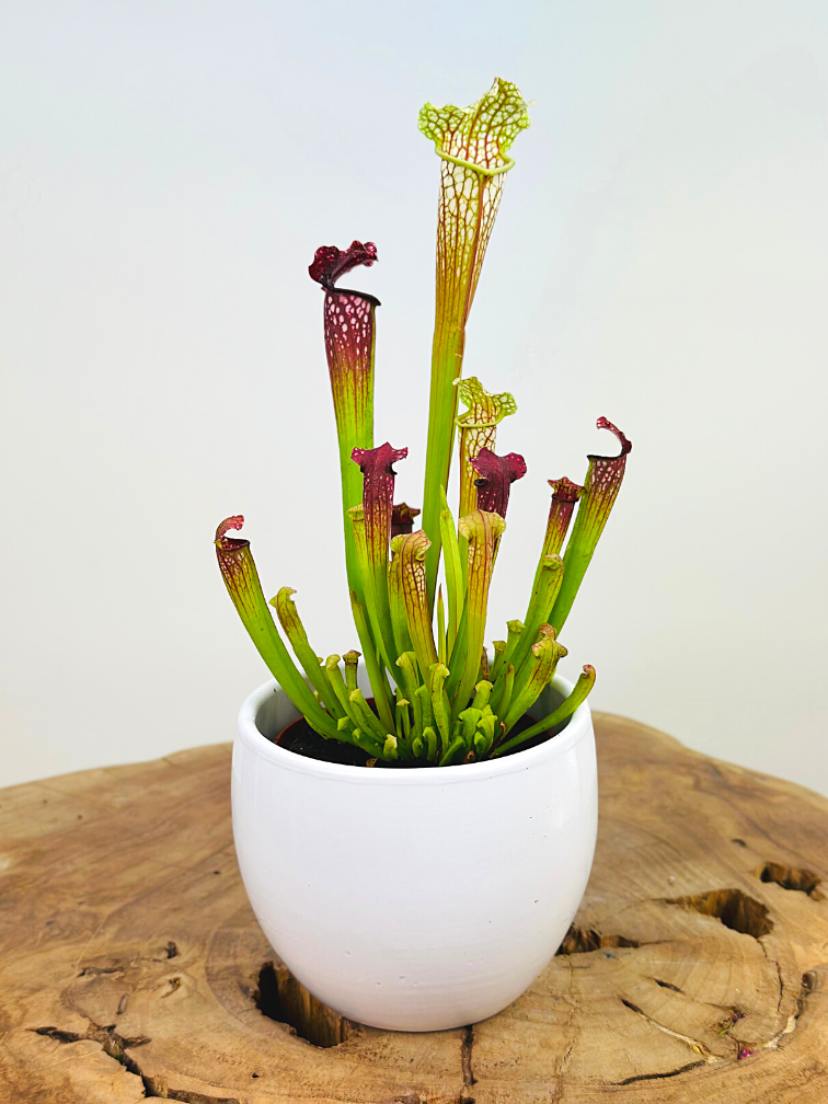 Plant pot Anny 'white' | 8.5cm