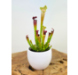 Plant pot Anny 'white' | 8.5cm