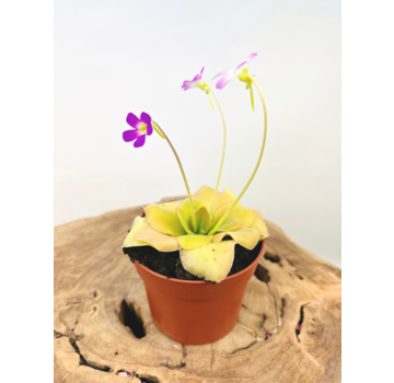 Pinguicula "Guatemala" - groß | ø 12 cm x ↕ 25 cm