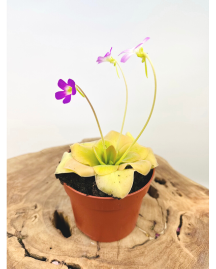 Pinguicula "Guatemala" - grande | ø 12 cm x ↕ 25 cm