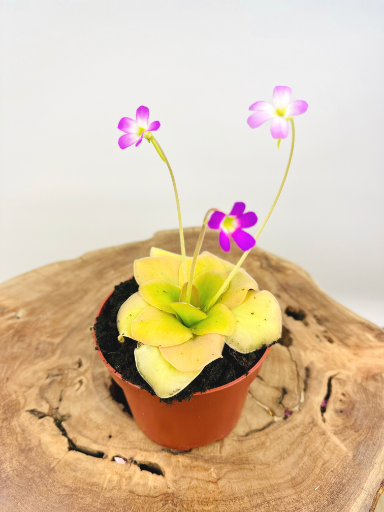 Pinguicula "Guatemala - grande | ø 12 cm x ↕ 25 cm