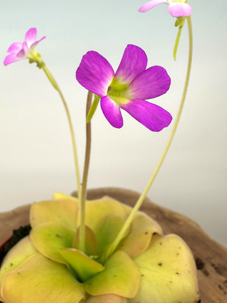 Pinguicula "Guatemala" - stor | ø 12 cm x ↕ 25 cm