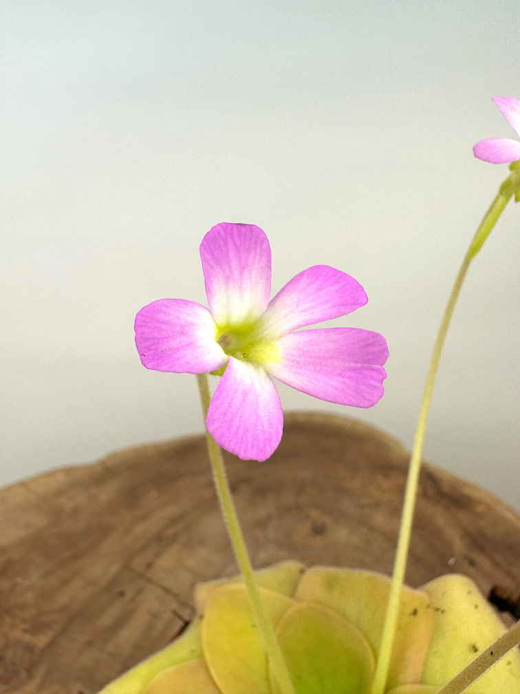 Pinguicula "Guatemala" - large | ø 12 cm x ↕ 25 cm