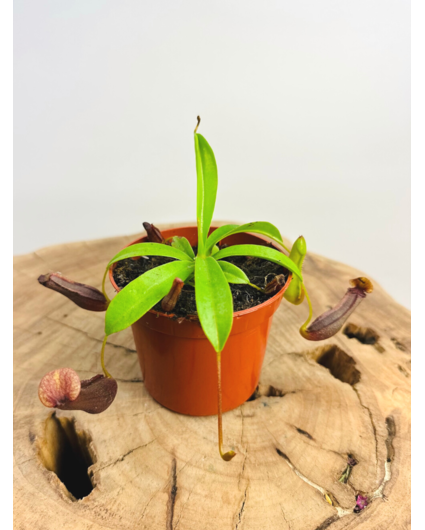 Planta de copa "Singalana" | ø 8,5 cm x ↕ 10 cm