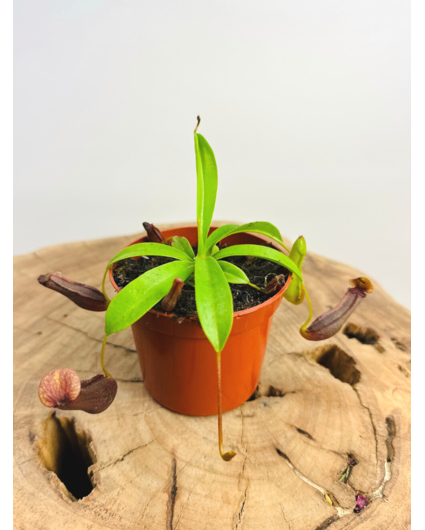 Plante de coupe "Singalana" | ø 8,5 cm x ↕ 10 cm
