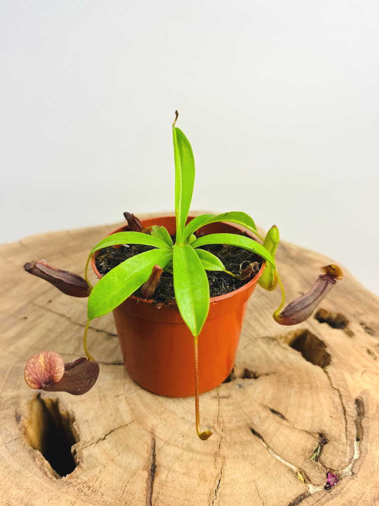 Nepenthes "Singalana" | ø 8,5 cm x ↕ 5 cm