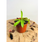 Nepenthes (Pitcher Plant) "Singalana" | ø 8,5 cm x ↕ 5 cm