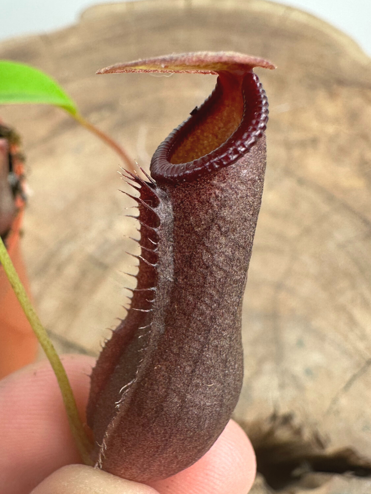 Cup plant "Singalana" | ø 8,5 cm x ↕ 10 cm