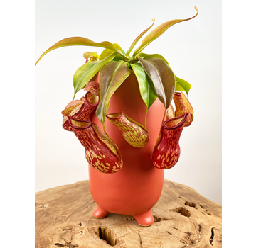 Pot Ferdinand 'Matt Red' | ⌀13x25cm