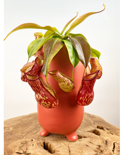 Pot Ferdinand 'Matt Rouge' | ⌀13x25cm